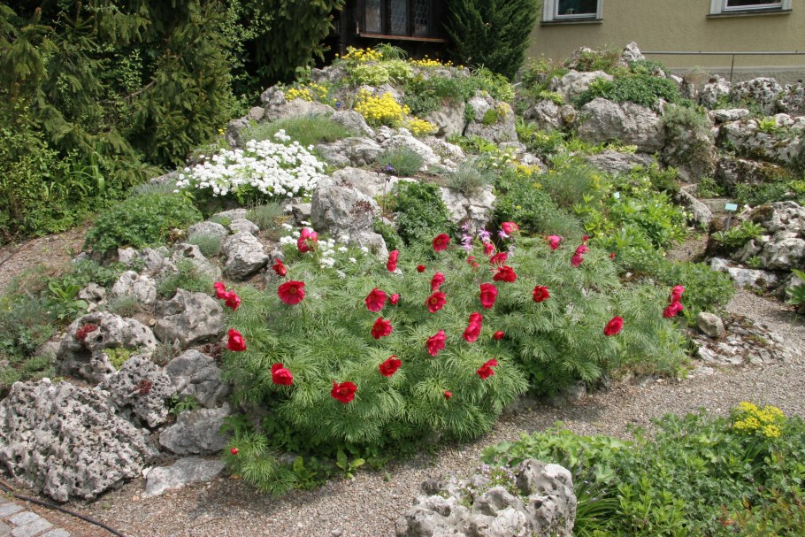 Пион тонколистный в альпийской Горке