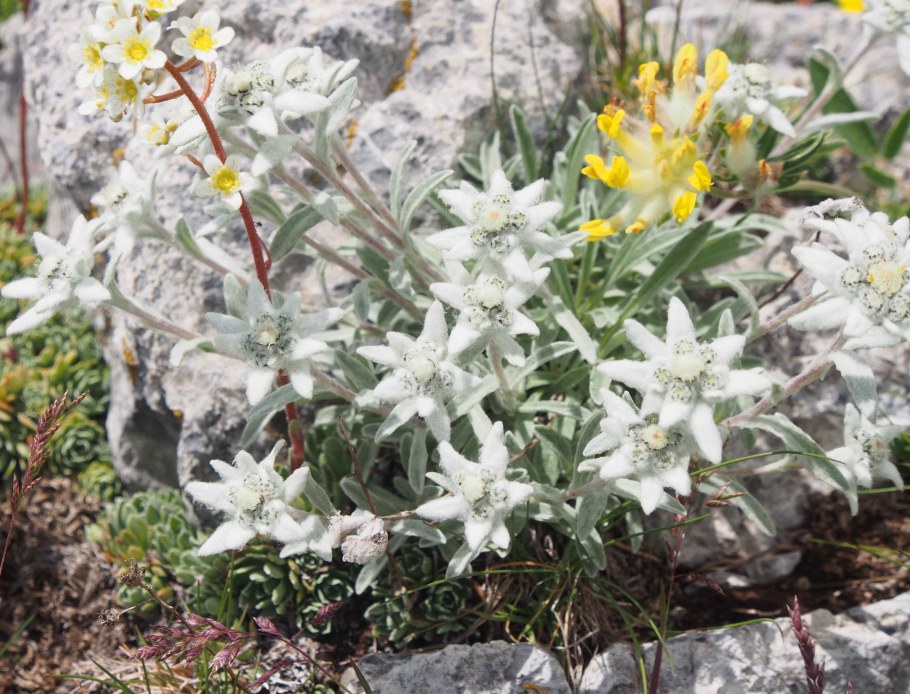 Эдельвейс Альпийский Занзи