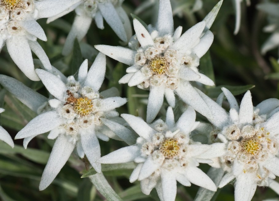 Цветок Эдельвейс Снежное царство