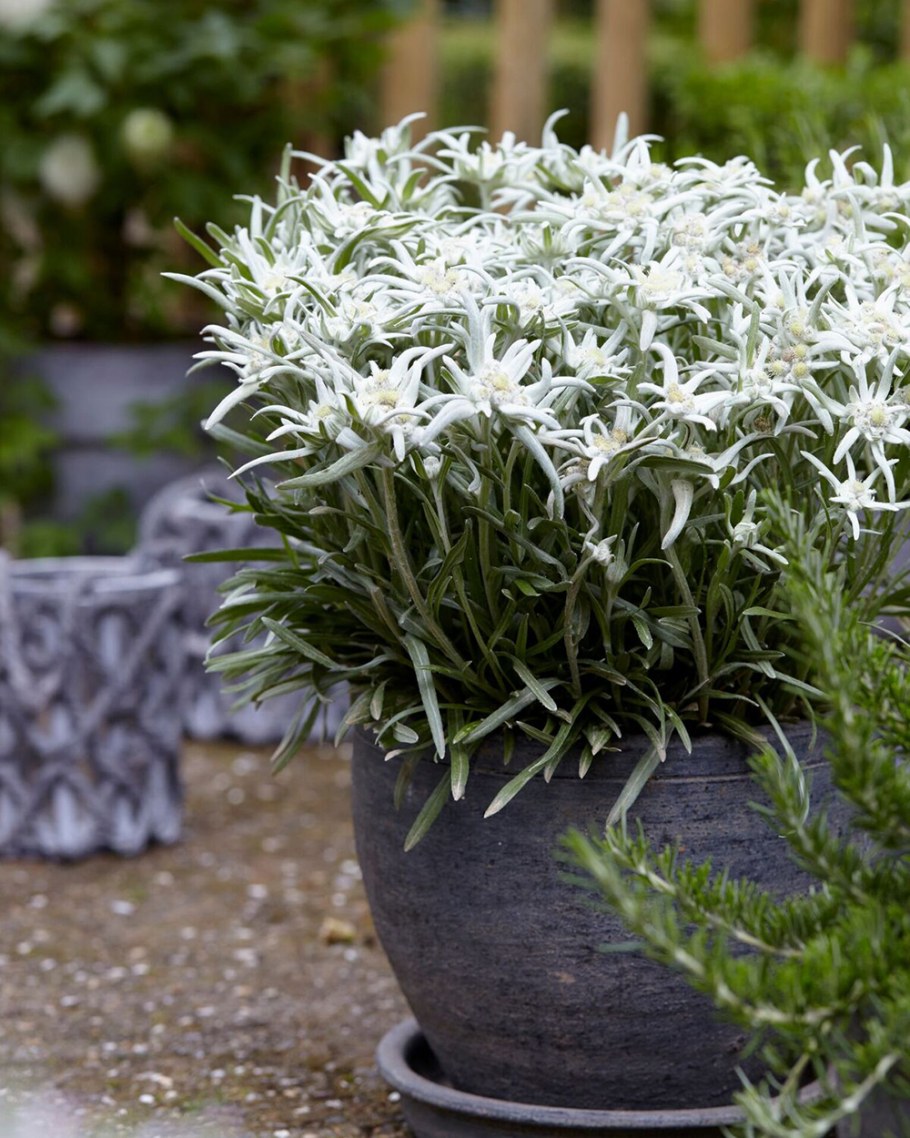 Эдельвейс Альпийский May Snow