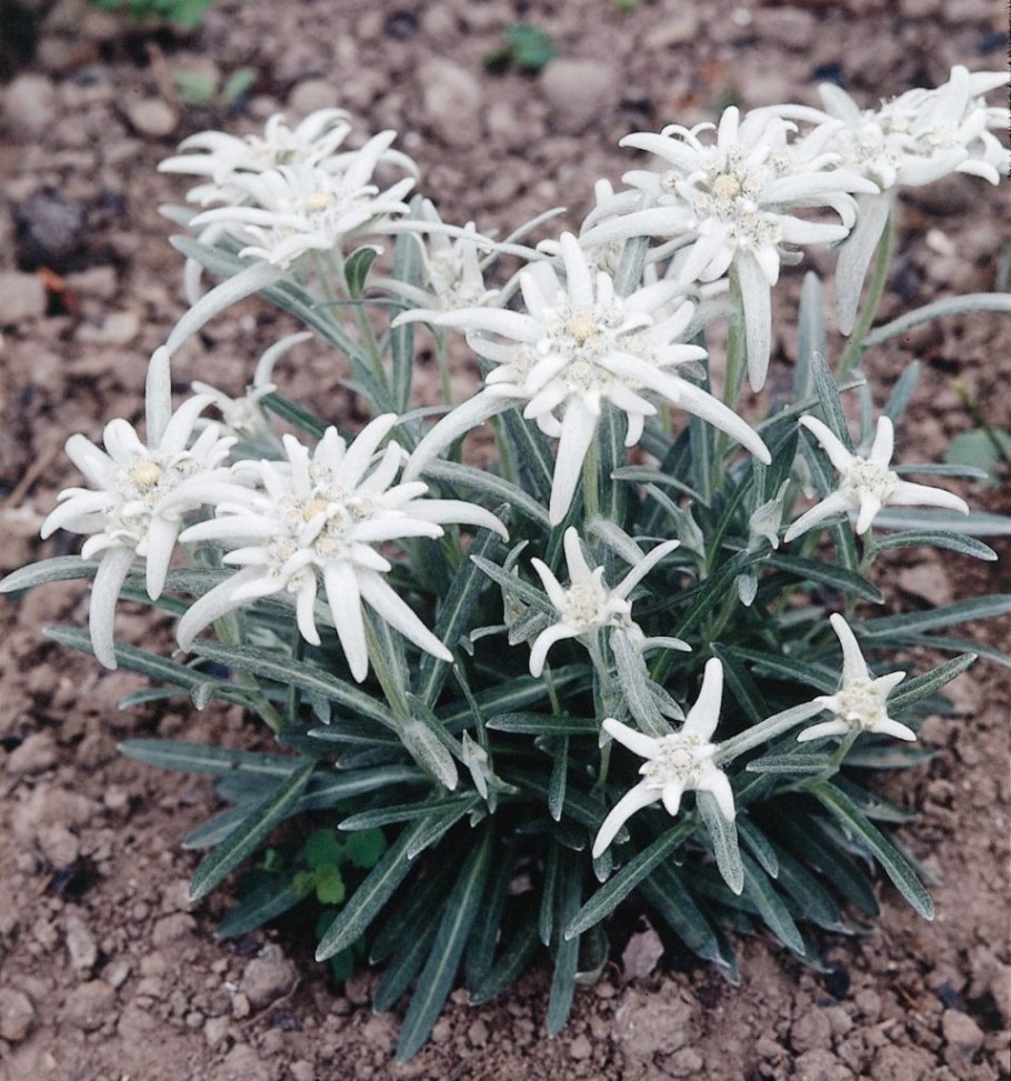 Эдельвейс Альпийский Снежное царство