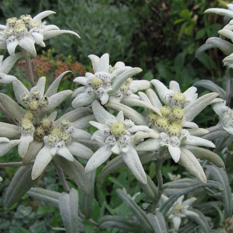 Эдельвейс / Leontopodium alpinum /