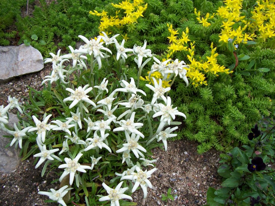 Цветок Эдельвейс Снежное царство