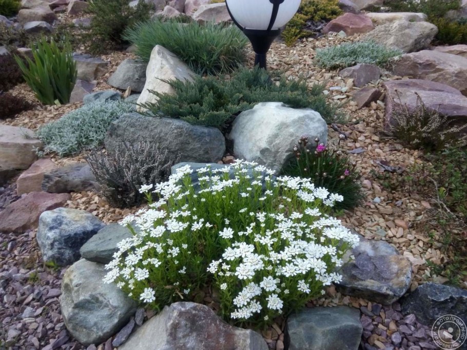 Алиссум Альпийский