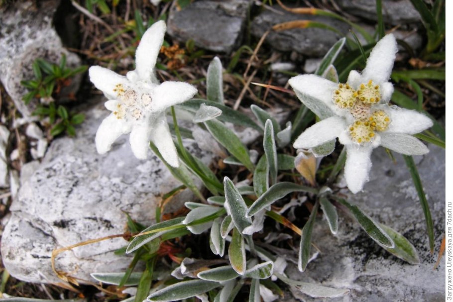 Эдельвейс Альпийский, Leontopodium alpinum "Star of Alps"