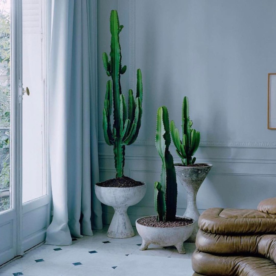 Высокий Кактус в интерьере