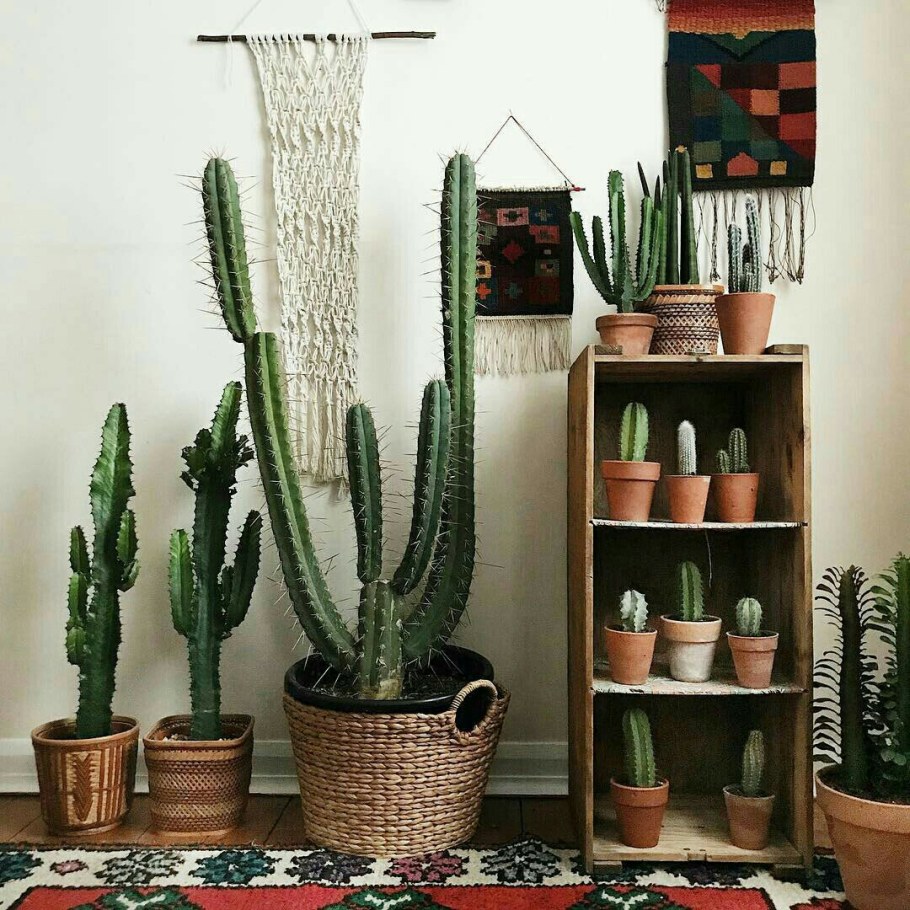 Кактусы в интерьере