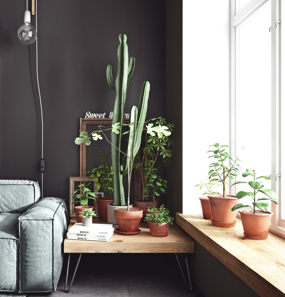 Растения в интерьере Сканди