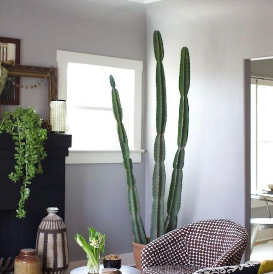 Крупные Суккуленты для комнаты