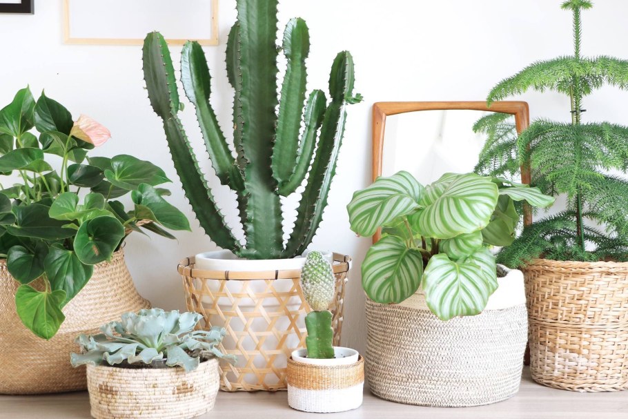 Кактусы комнатные