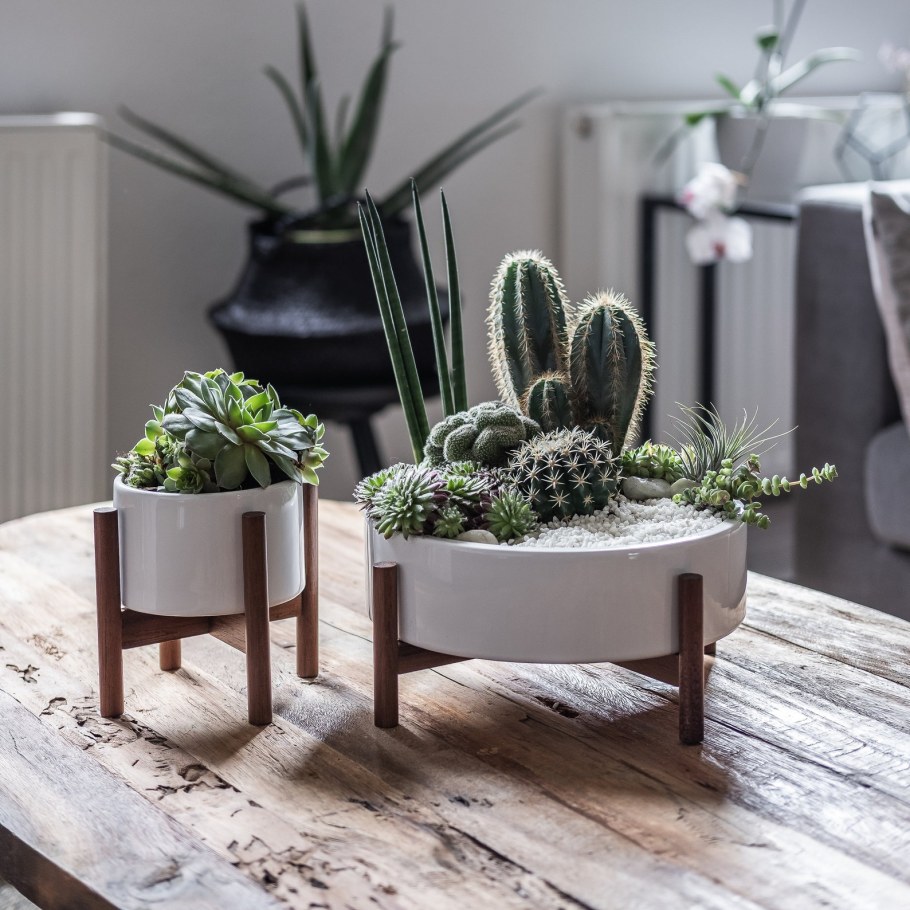 Суккуленты в интерьере