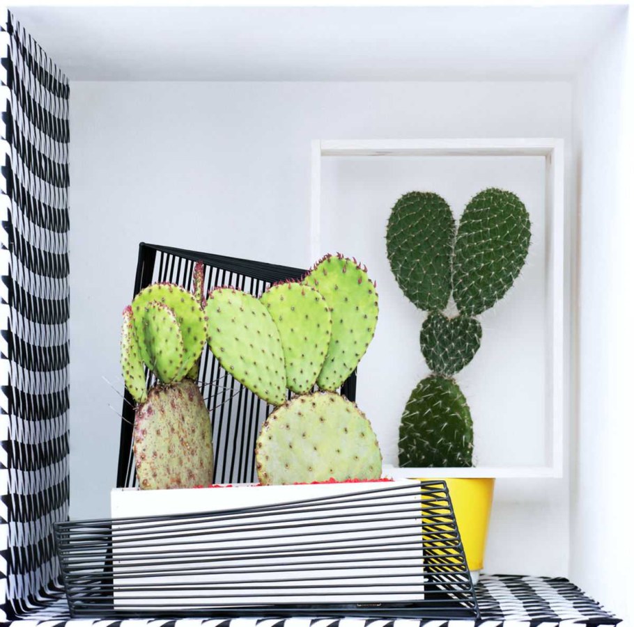 Кактусы в декоре интерьера