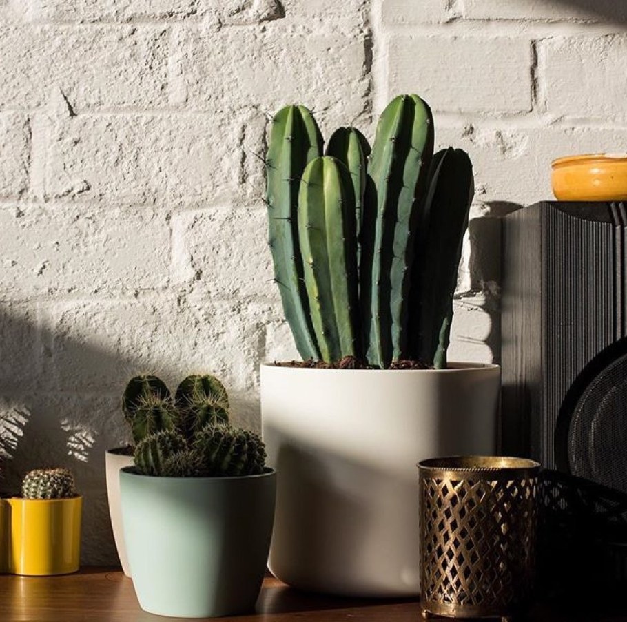 Кактус интерьерный