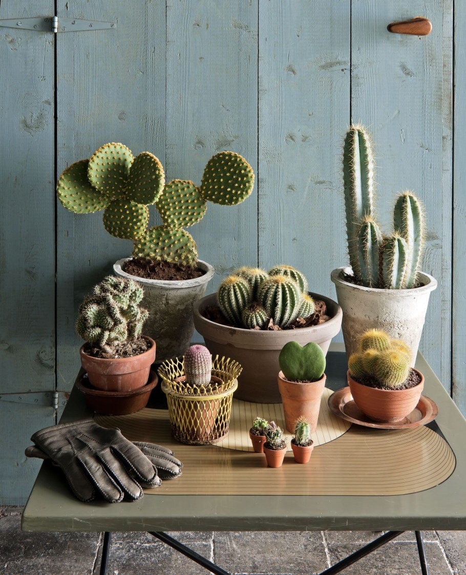 Суккуленты в интерьере