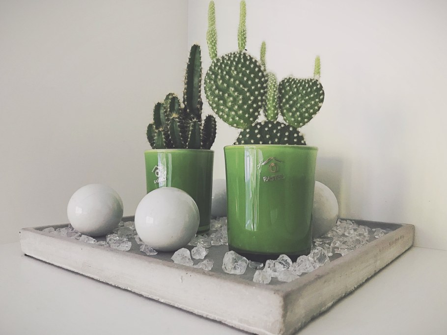 Модные кактусы в интерьере