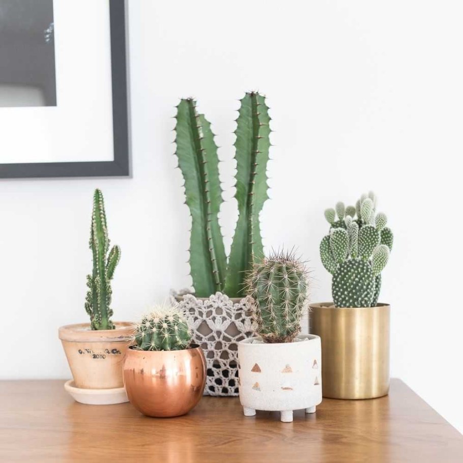 Кактусы в интерьере