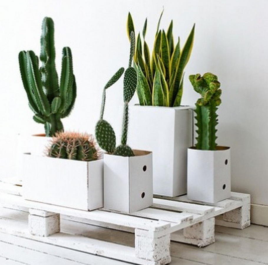 Крупные кактусы в интерьере