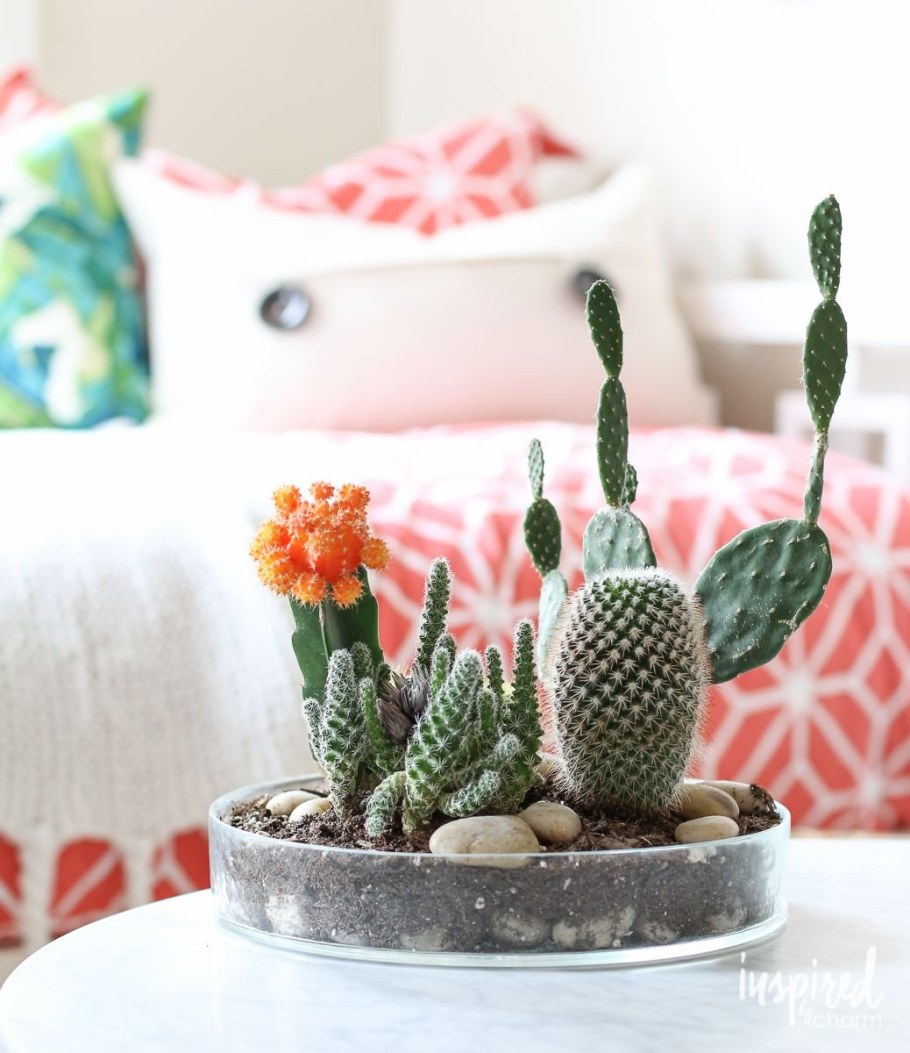 Кактус интерьерный