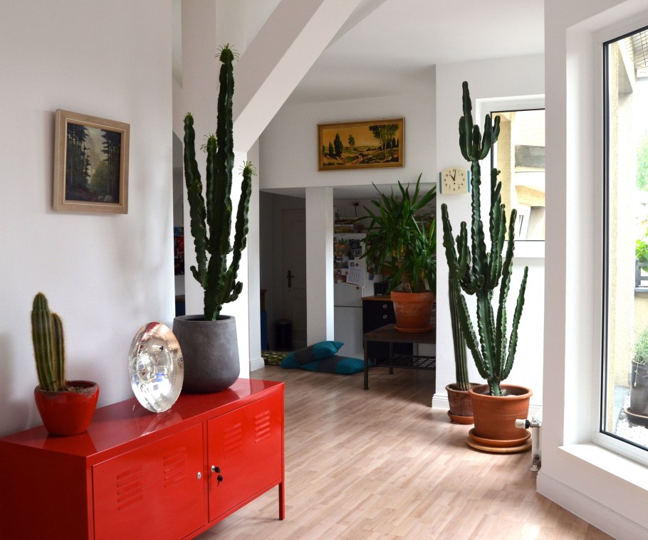 Кактусы в домашнем интерьере