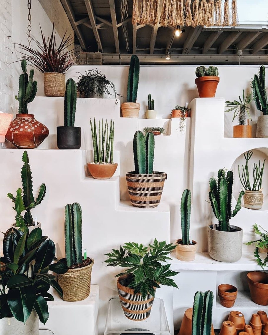 Кактусы в интерьере