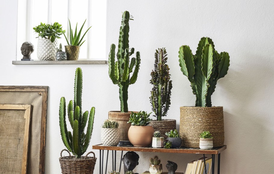 Свисающие кактусы в интерьере дома