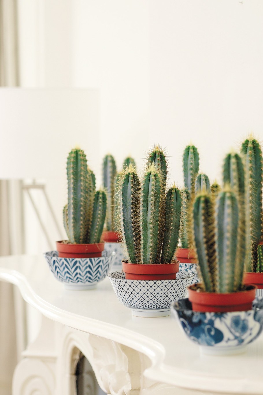 Кактус комнатное растение