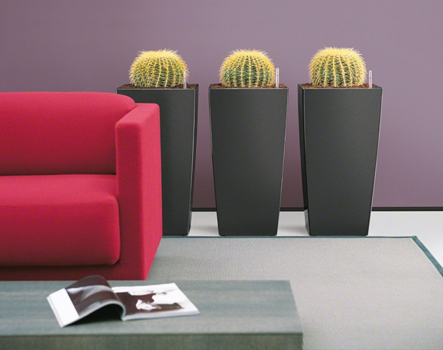 Лечуза для кактусов