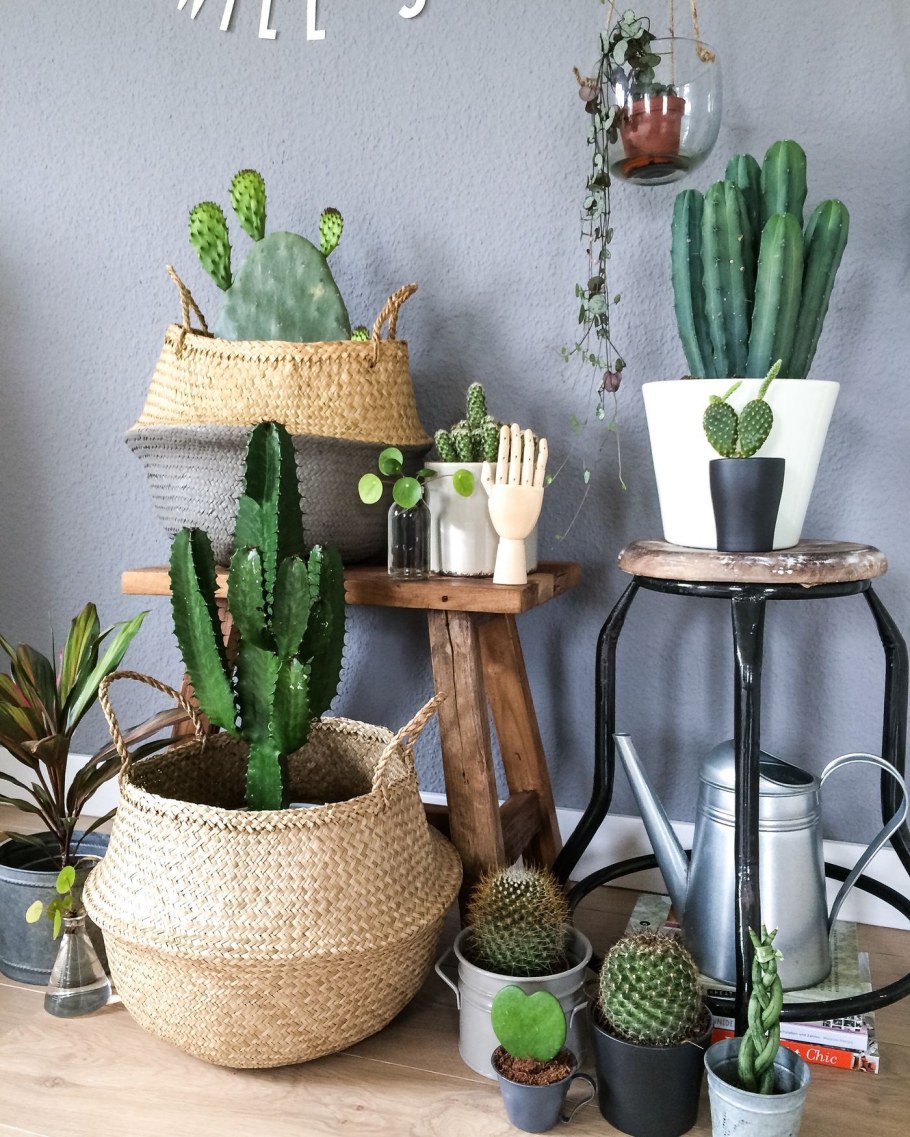 Необычные горшки для комнатных растений