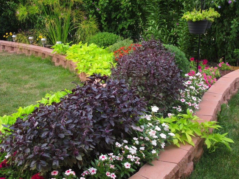 Базилик на клумбе