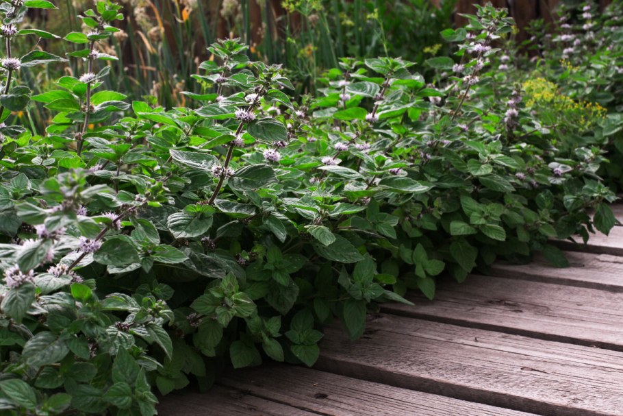 Мята перечная куст