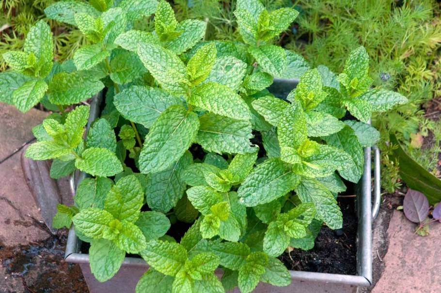 Мелисса перечная