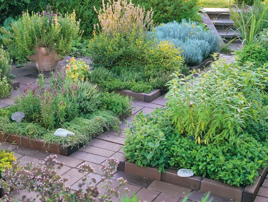 Миксбордер лекарственные растения Аптекарский огород