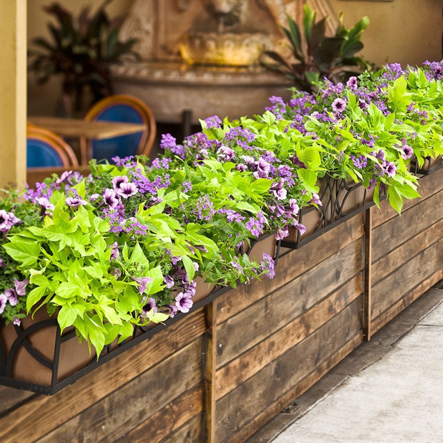 Растения в вазонах