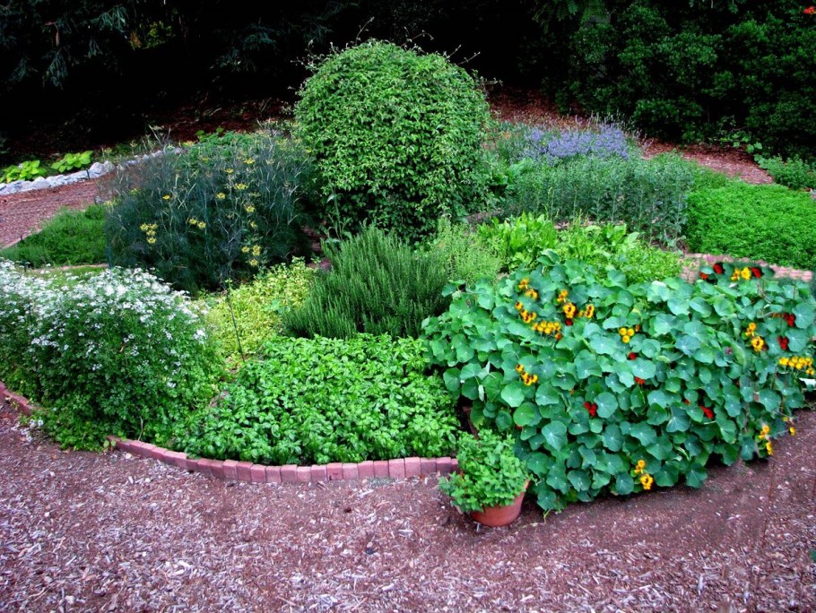 Миксбордер лекарственные растения Аптекарский огород