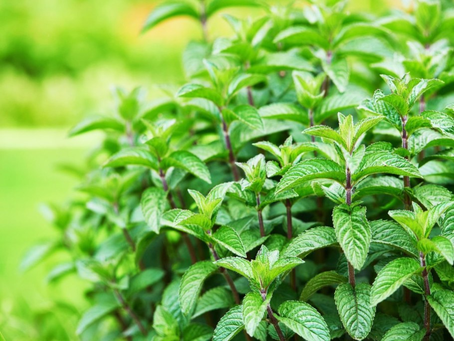 Мята перечная ментоловая