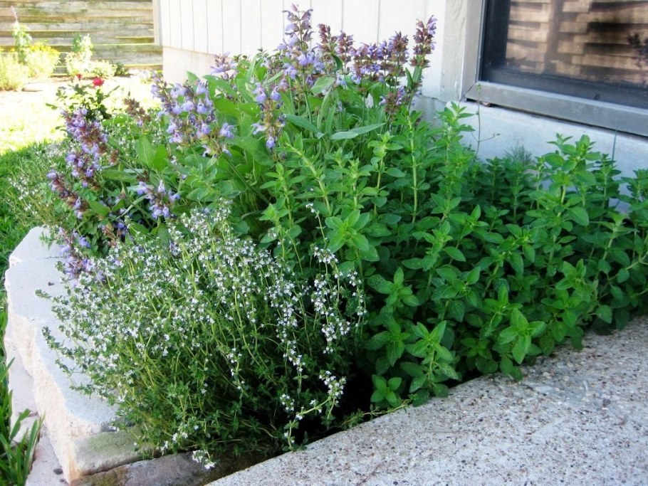 Мята орегано тимьян