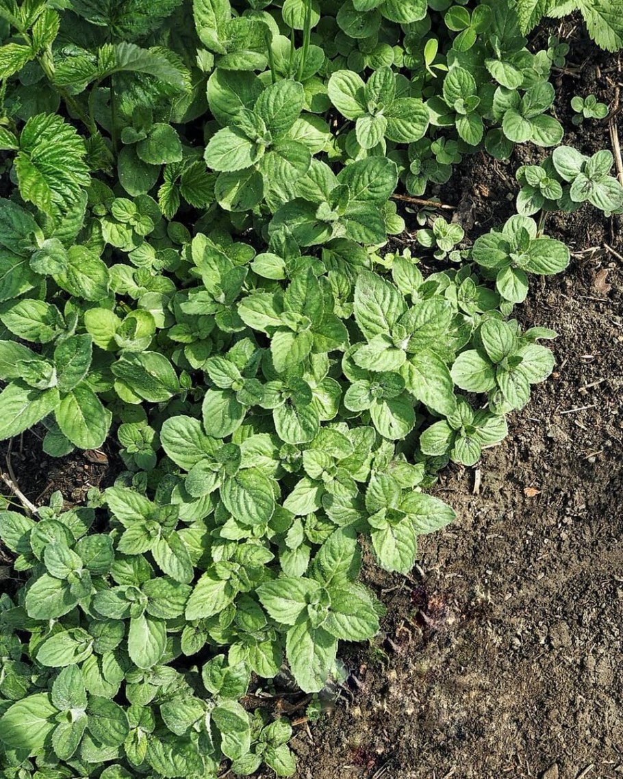 Мята перечная рассада