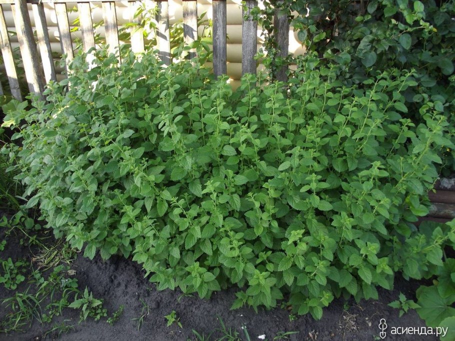 Мята перечная куст