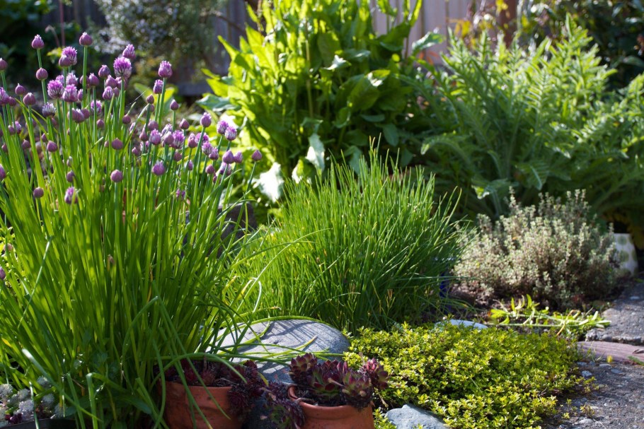 Розмарин в миксбордере