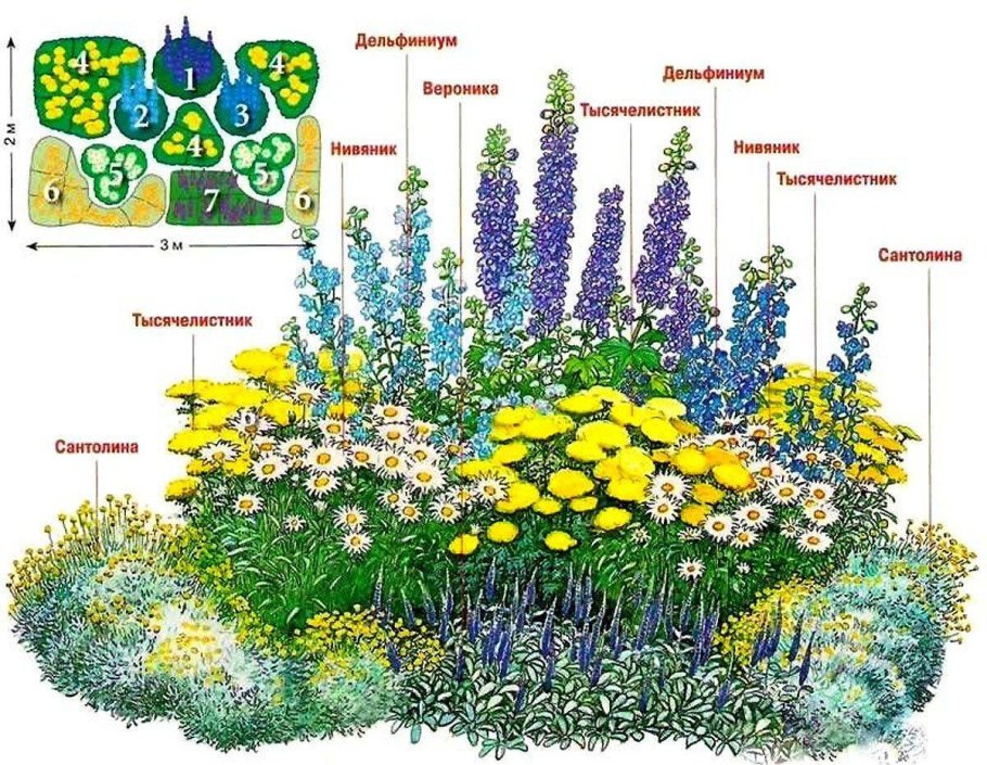 Схема миксбордера непрерывного цветения