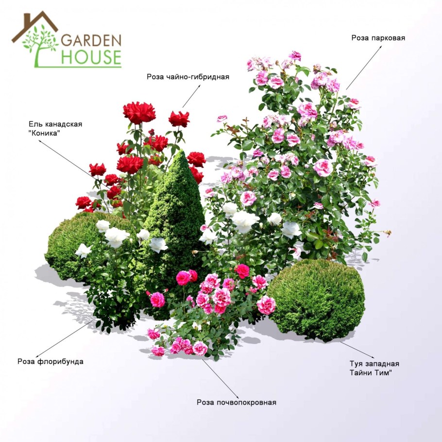 Розарий с плетистыми розами