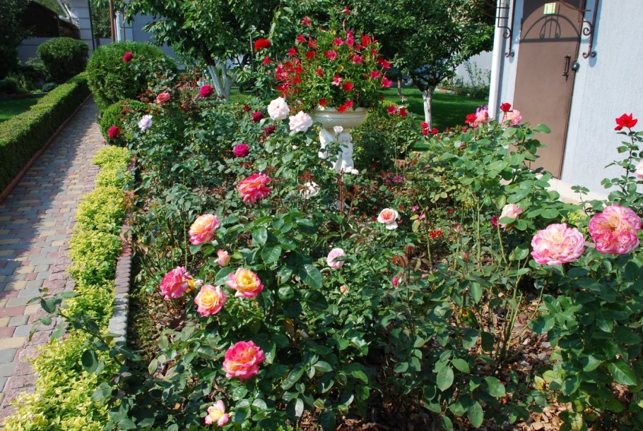 Роза Розария Югторсан