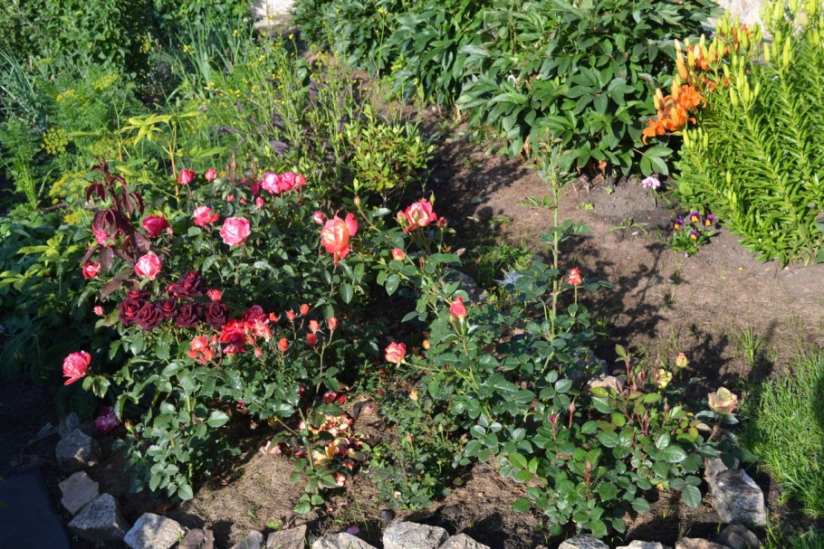 Роза бордюр Камае