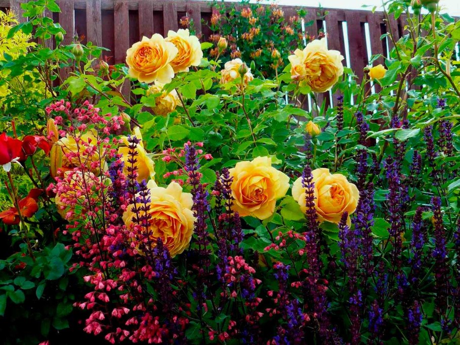 Роза Найт Сити