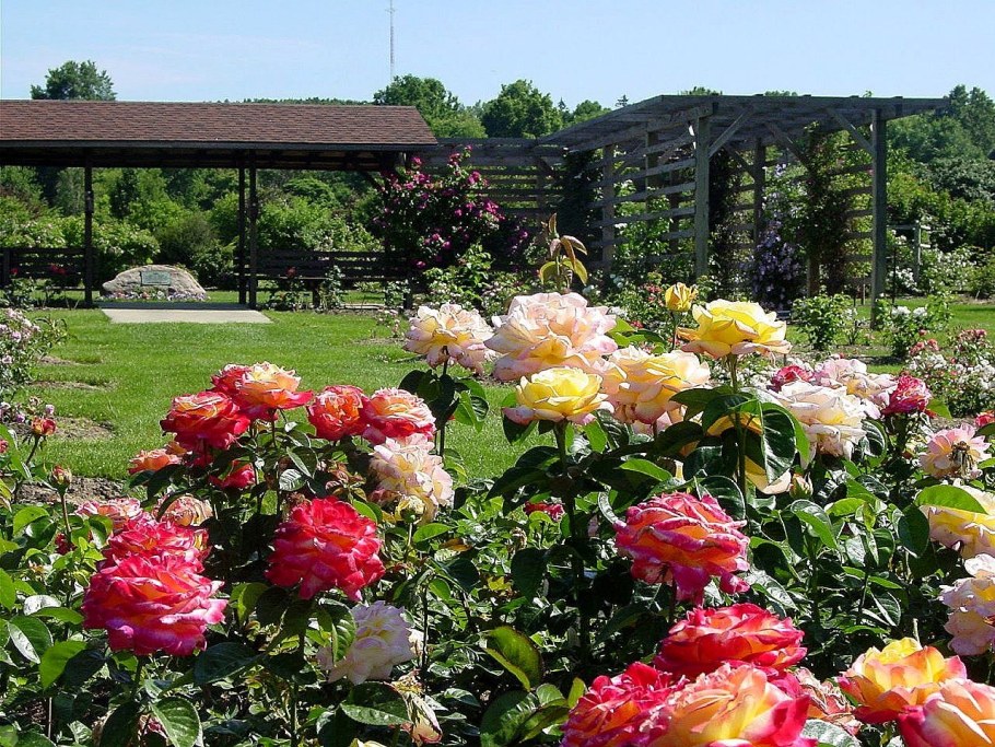 Розарий Багатель