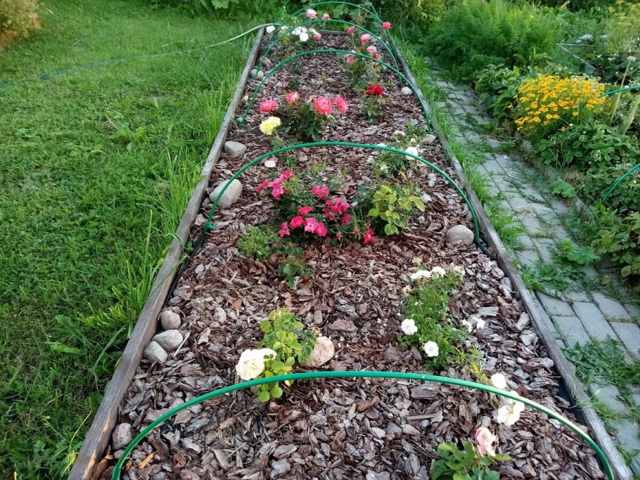 Клумба розарий