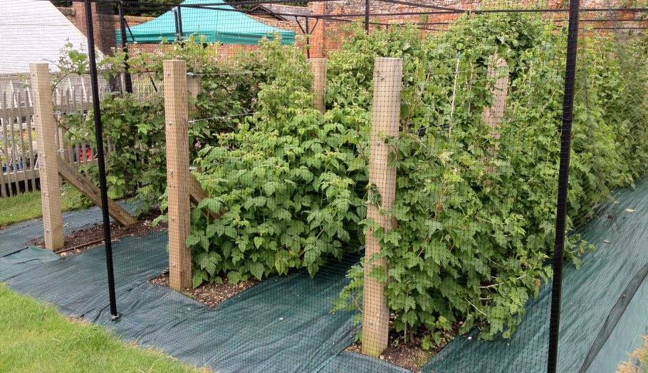 Ежевика Натчез на шпалере