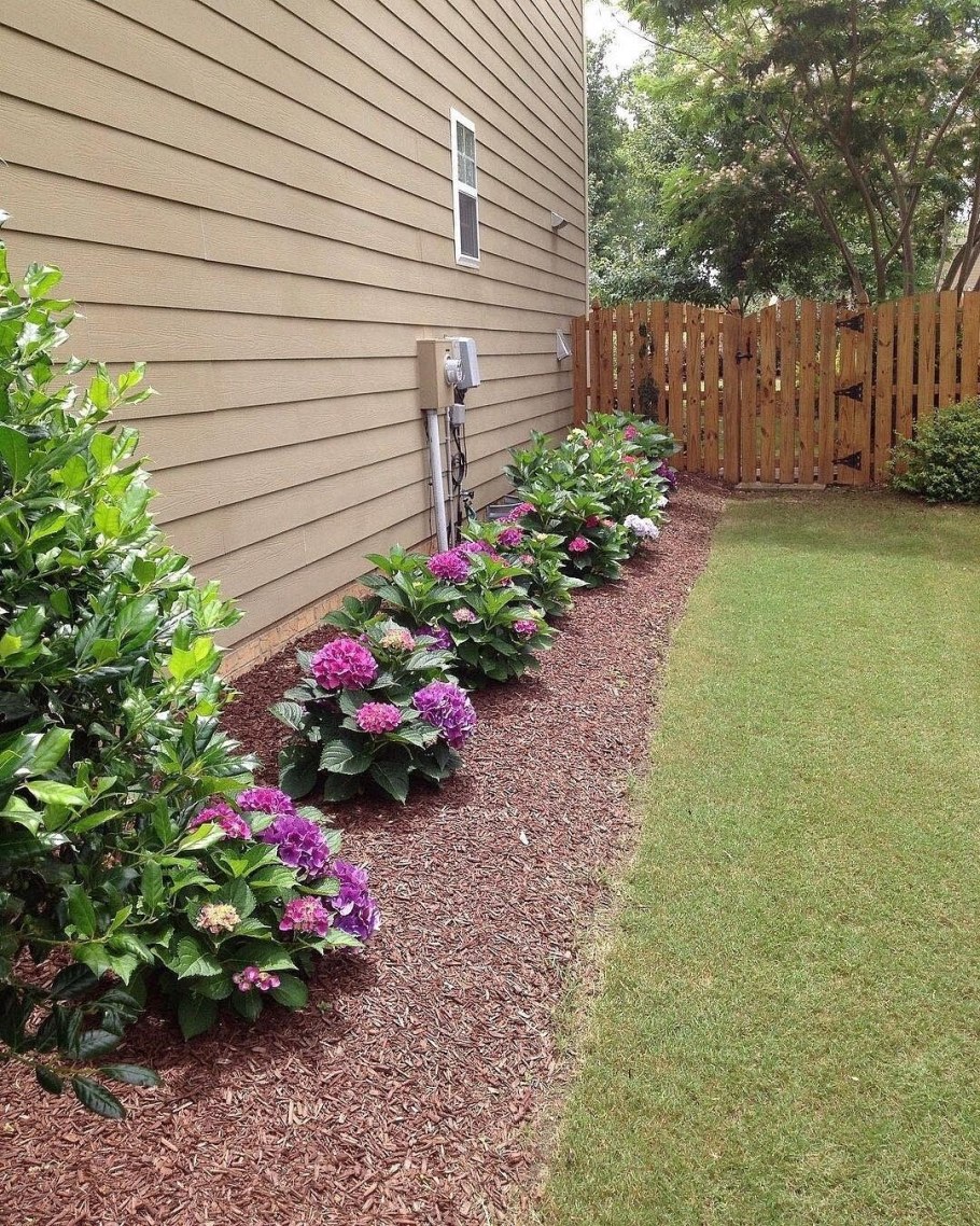 Гортензия метельчатая мульчирование