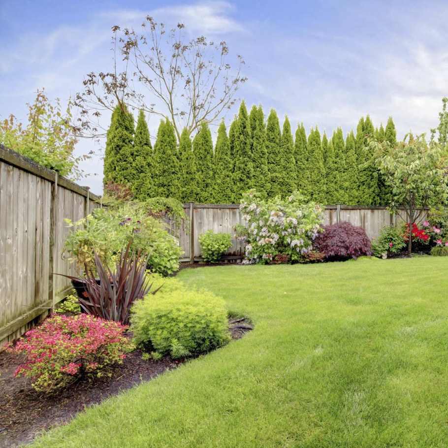 Хвойники Барбарис спирея