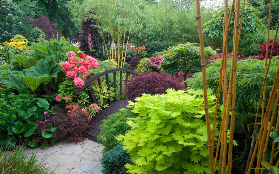 Бадан толстолистный миксбордер